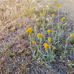 Chrysocephalum apiculatum at Berridale, NSW - 21 Dec 2024 05:05 PM