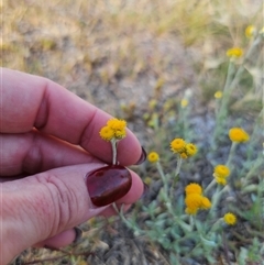 Chrysocephalum apiculatum at Berridale, NSW - 21 Dec 2024 05:05 PM