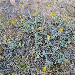 Chrysocephalum apiculatum at Berridale, NSW - 21 Dec 2024 05:05 PM