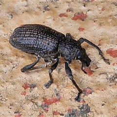 Unidentified Weevil (Curculionoidea) at Nulkaba, NSW - 22 Dec 2024 by trevorpreston