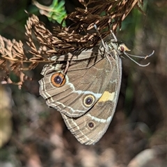 Tisiphone abeona (Varied Sword-grass Brown) at Vincentia, NSW - 18 Dec 2024 by Miranda