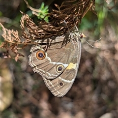 Tisiphone abeona at Vincentia, NSW - 18 Dec 2024 02:24 PM