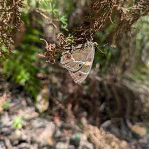 Tisiphone abeona at Vincentia, NSW - 18 Dec 2024 02:24 PM