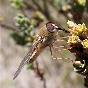 Trichophthalma punctata at Cook, ACT - 18 Dec 2024