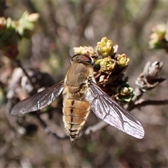 Trichophthalma punctata at Cook, ACT - 18 Dec 2024