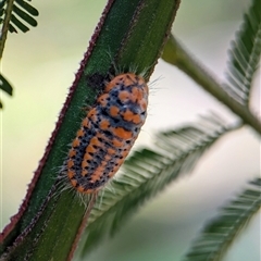 Unidentified Moth (Lepidoptera) at Vincentia, NSW - 18 Dec 2024 by Miranda