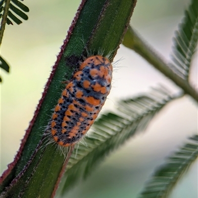 Unidentified Moth (Lepidoptera) at Vincentia, NSW - 18 Dec 2024 by Miranda