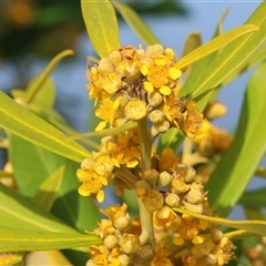 Tristaniopsis laurina (Kanooka, Water Gum) at Wodonga, VIC - 22 Dec 2024 by KylieWaldon