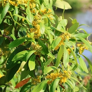 Tristaniopsis laurina at Wodonga, VIC - 22 Dec 2024