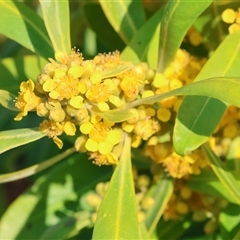 Tristaniopsis laurina at Wodonga, VIC - 22 Dec 2024