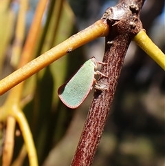 Colgar sp. (genus) (Pink Planthopper) at Cook, ACT - 18 Dec 2024 by CathB