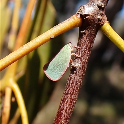 Colgar sp. (genus) (Pink Planthopper) at Cook, ACT - 18 Dec 2024 by CathB