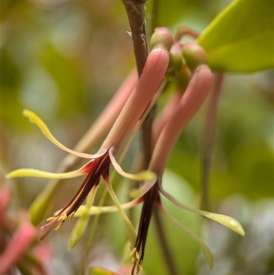 Muellerina celastroides at Jervis Bay, JBT - 19 Dec 2024 by Miranda