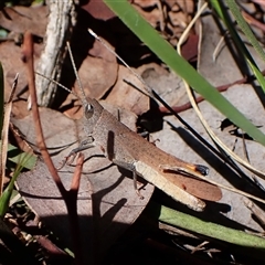 Goniaea opomaloides (Mimetic Gumleaf Grasshopper) at Cook, ACT - 18 Dec 2024 by CathB