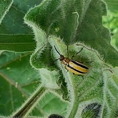 Lema (Quasilema) daturaphila (Three-lined potato beetle) at Surf Beach, NSW - 22 Dec 2024 by LyndalT