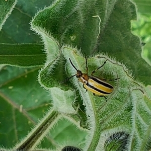 Unidentified Beetle (Coleoptera) at Surf Beach, NSW by LyndalT