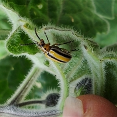 Lema (Quasilema) daturaphila at Surf Beach, NSW - 22 Dec 2024 02:34 PM