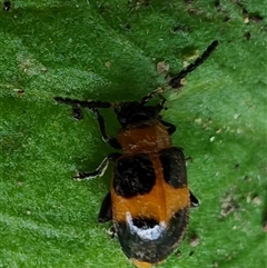 Unverified Leaf beetle (Chrysomelidae) at Surf Beach, NSW - 22 Dec 2024 by LyndalT