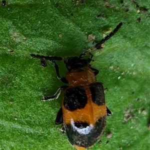 Unidentified Leaf beetle (Chrysomelidae) at Surf Beach, NSW by LyndalT