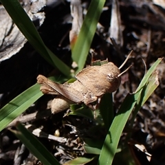 Goniaea sp. (genus) at Cook, ACT - 17 Dec 2024 by CathB