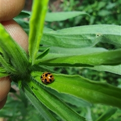 Hippodamia variegata (Spotted Amber Ladybird) at Surf Beach, NSW - 22 Dec 2024 by LyndalT