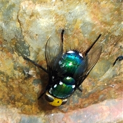 Amenia imperialis (Yellow-headed blowfly) at Surf Beach, NSW - 22 Dec 2024 by LyndalT