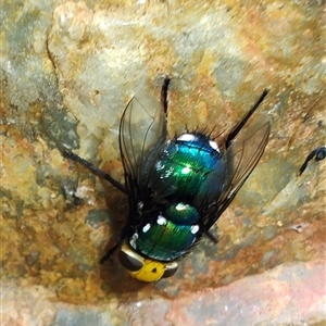 Amenia imperialis (Yellow-headed blowfly) at Surf Beach, NSW by LyndalT