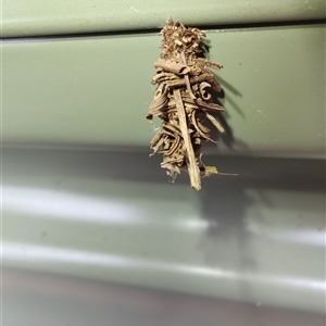 Unidentified Case moth (Psychidae) at Surf Beach, NSW by LyndalT