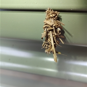 Psychidae (family) IMMATURE at Surf Beach, NSW - 22 Dec 2024 02:45 PM