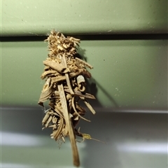 Psychidae (family) IMMATURE at Surf Beach, NSW - 22 Dec 2024 02:45 PM
