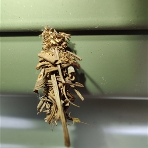 Psychidae (family) IMMATURE at Surf Beach, NSW - 22 Dec 2024 02:45 PM