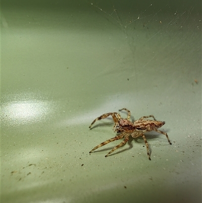 Helpis sp. (genus) (Unidentified Bronze Jumping Spider) at Surf Beach, NSW - 22 Dec 2024 by LyndalT