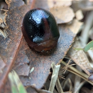 Unidentified Leaf beetle (Chrysomelidae) at Vincentia, NSW by Miranda