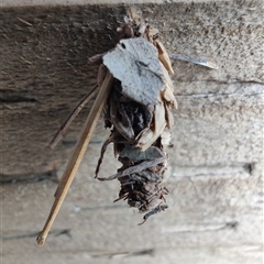 Psychidae - IMMATURE larvae (A Case moth (Psychidae)) at Surf Beach, NSW - 22 Dec 2024 by LyndalT