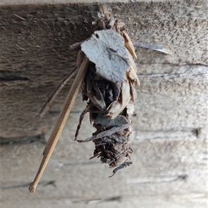 Unidentified Case moth (Psychidae) at Surf Beach, NSW by LyndalT