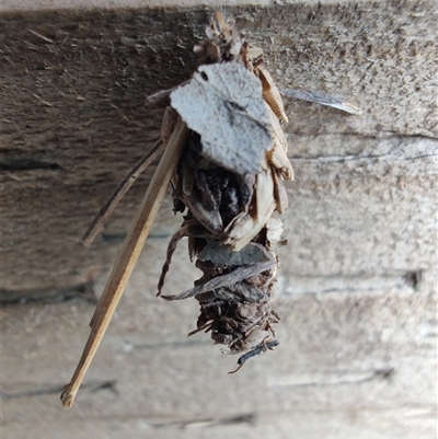 Unidentified Case moth (Psychidae) at Surf Beach, NSW - 22 Dec 2024 by LyndalT