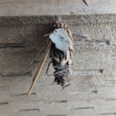 Psychidae - IMMATURE larvae at Surf Beach, NSW - 22 Dec 2024 02:48 PM