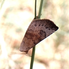 Mataeomera mesotaenia (Large Scale Moth) at Cook, ACT - 18 Dec 2024 by CathB