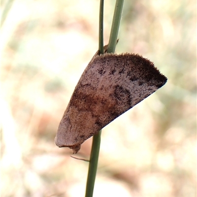 Mataeomera mesotaenia (Large Scale Moth) at Cook, ACT - 18 Dec 2024 by CathB