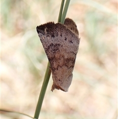 Mataeomera mesotaenia at Cook, ACT - 18 Dec 2024