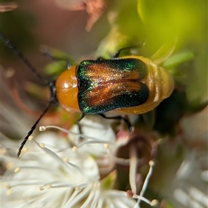 Unidentified Leaf beetle (Chrysomelidae) at Vincentia, NSW by Miranda