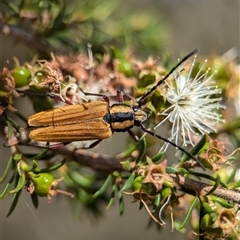 Unidentified Longhorn beetle (Cerambycidae) at Vincentia, NSW - 19 Dec 2024 by Miranda