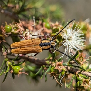 Unidentified Longhorn beetle (Cerambycidae) at Vincentia, NSW by Miranda