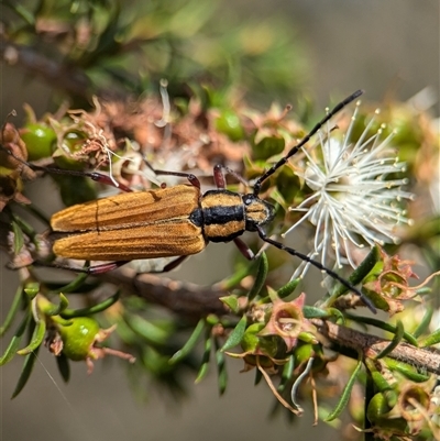 Unidentified Longhorn beetle (Cerambycidae) at Vincentia, NSW - 19 Dec 2024 by Miranda