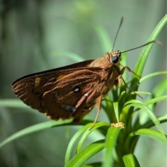 Trapezites symmomus (Splendid Ochre) at Vincentia, NSW - 19 Dec 2024 by Miranda