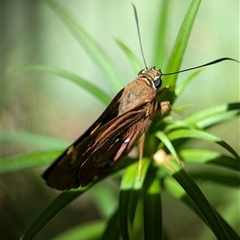 Trapezites symmomus at Vincentia, NSW - 19 Dec 2024 04:25 PM