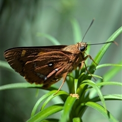 Trapezites symmomus at Vincentia, NSW - 19 Dec 2024 04:25 PM