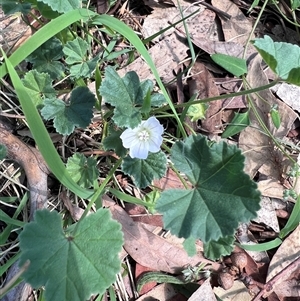 Malva neglecta at Higgins, ACT - 22 Dec 2024