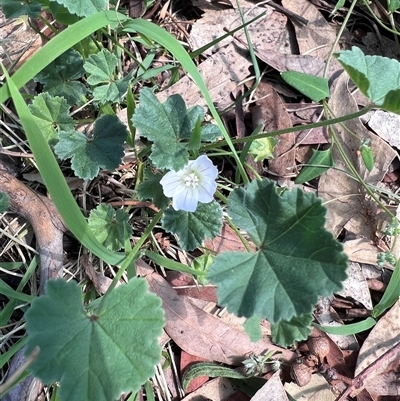 Malva neglecta (Dwarf Mallow) at Higgins, ACT - 22 Dec 2024 by Untidy