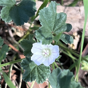 Malva neglecta at Higgins, ACT - 22 Dec 2024